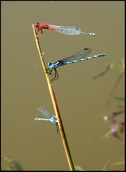 dragonflies'-flagpole.jpg