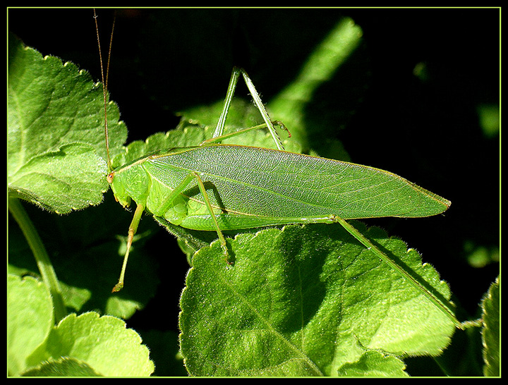 grasshopper-003.jpg