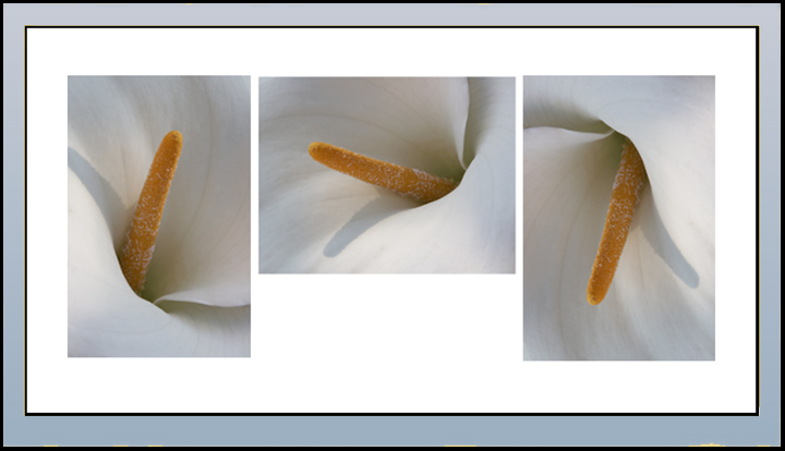 arum-lily.jpg