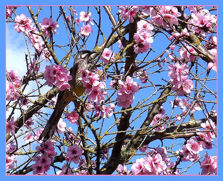 wattle-bird-in-blossom-001.jpg