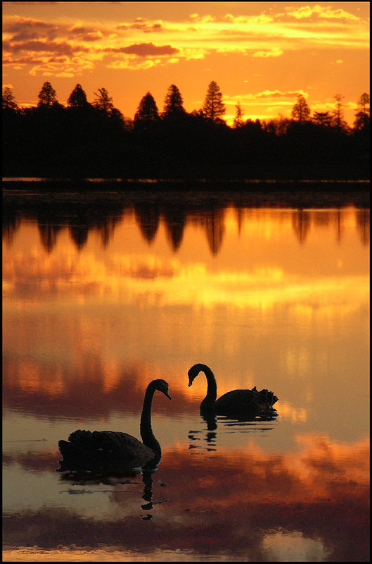 Swan-Lake.jpg