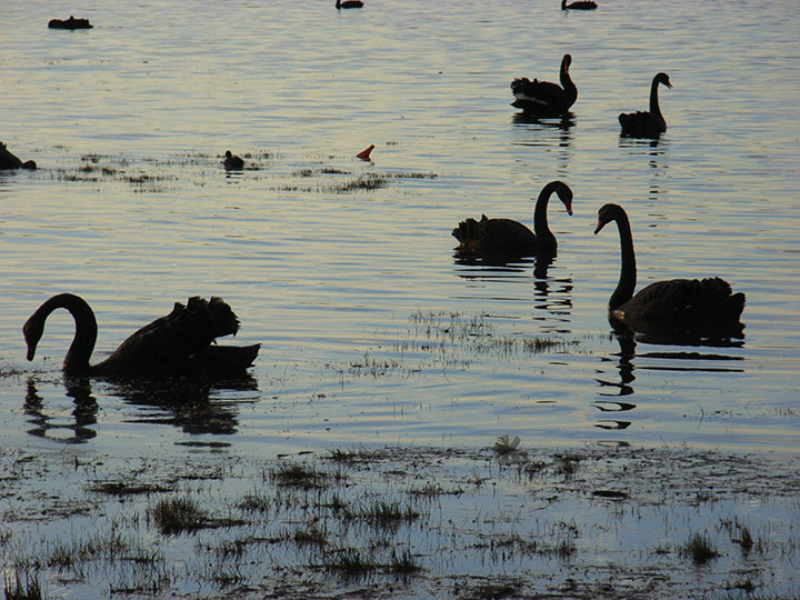 RIMG0576-Swans.jpg