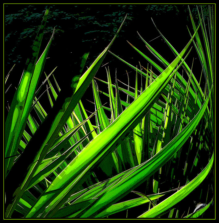 Yucca-Leaves.jpg