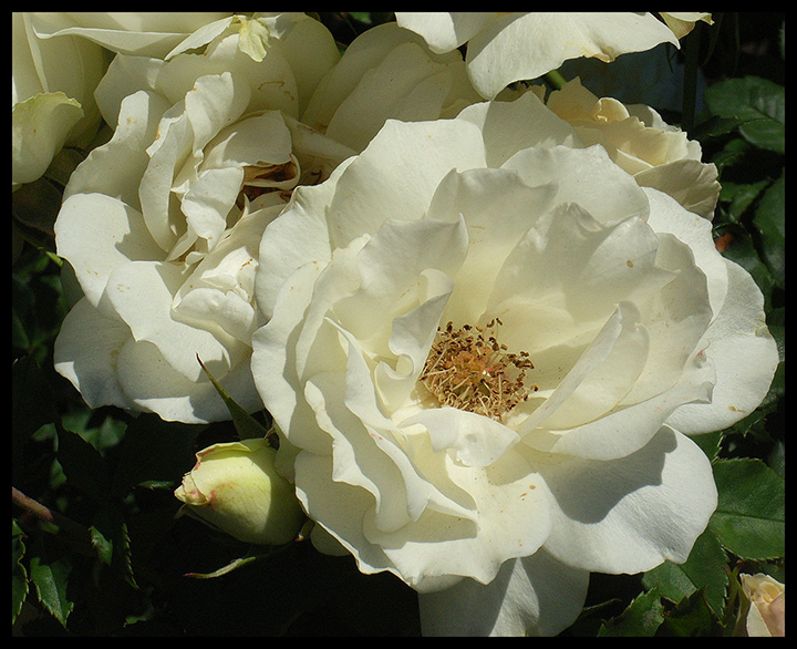 Cream-Roses.jpg