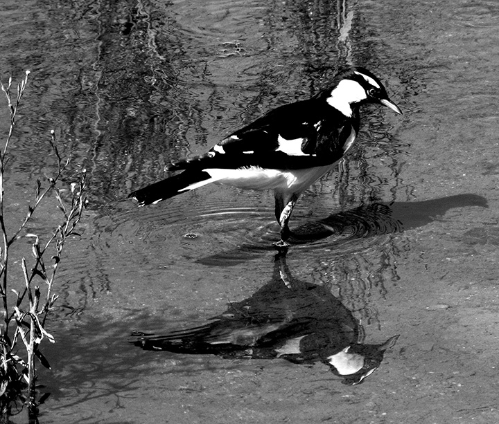 Black and White - Mudlark jpg