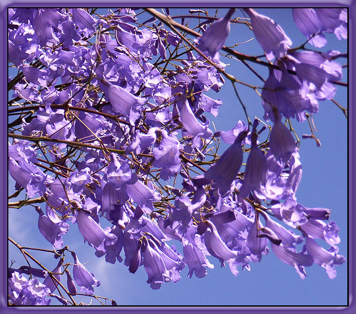J--Jacaranda.jpg