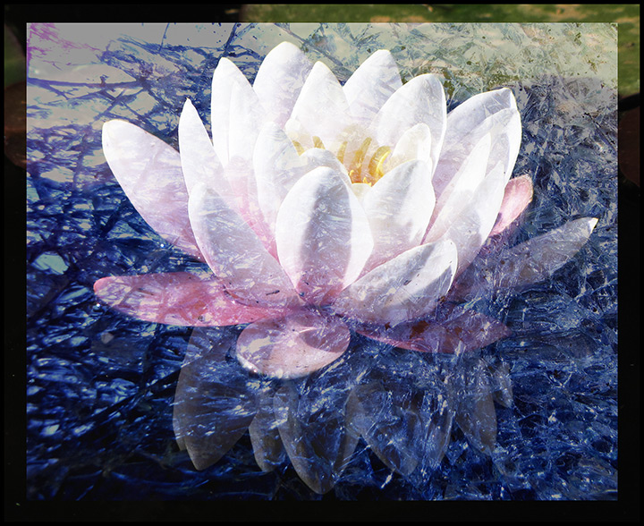 Water-Lily.jpg