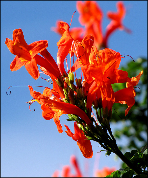 Cape-Honeysuckle.jpg