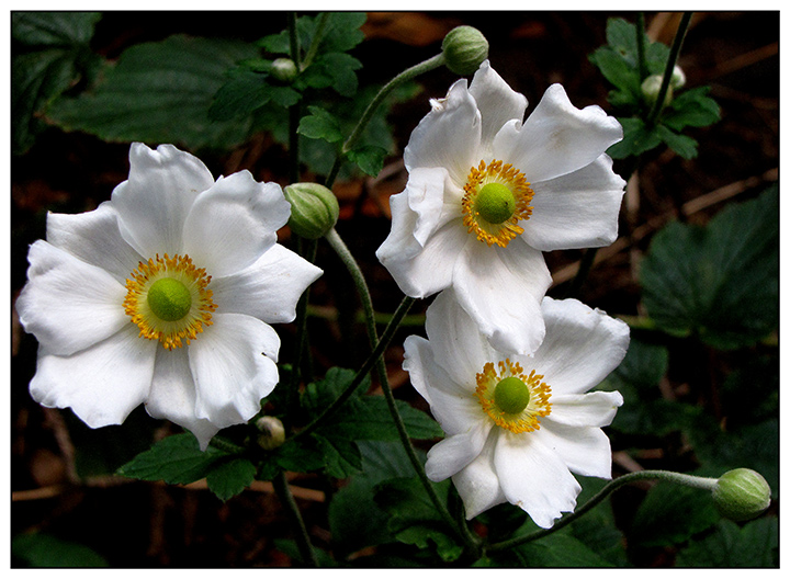 Japanese-Anemones.jpg