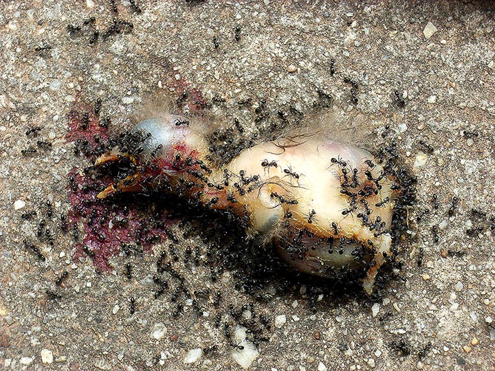 abandoned-dead-baby-bird.jpg