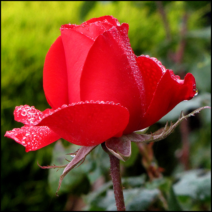 Red-Rose