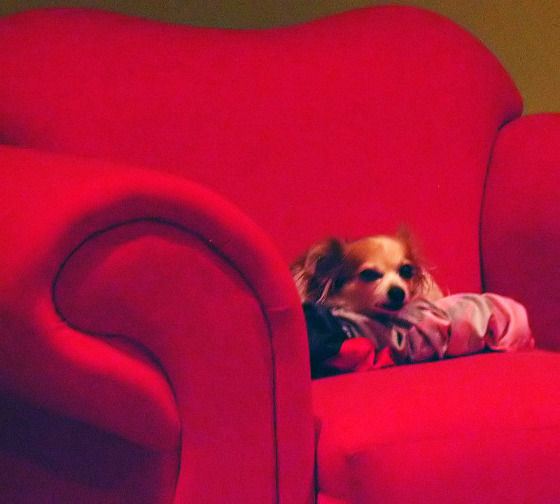 Clasdian-dogs-003-crop_filt.jpg