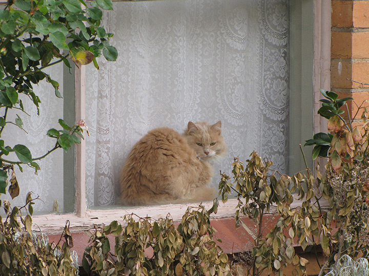 Window-Kitty.jpg