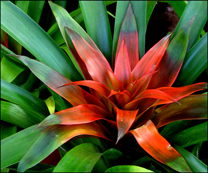 Bromeliad.jpg
