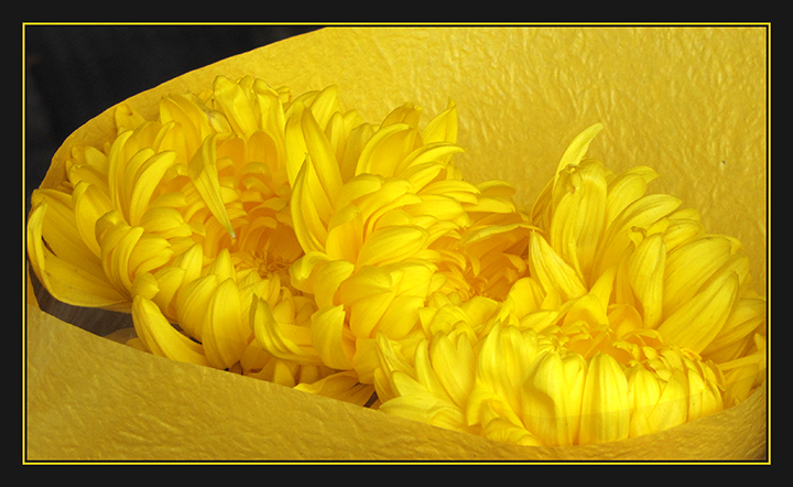 Yellow-Chrysanthemums.jpg