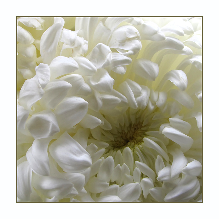 White-Chrysanthemum.jpg