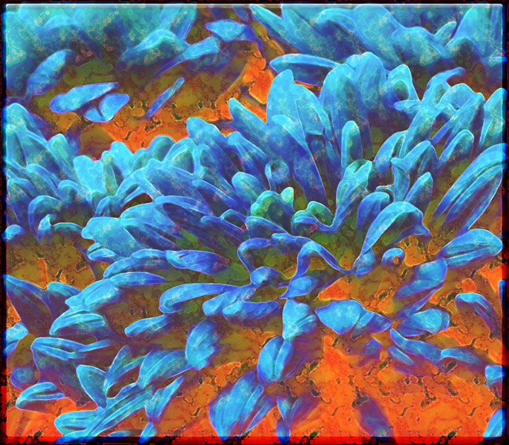 Chrysanthemum-Gems.jpg