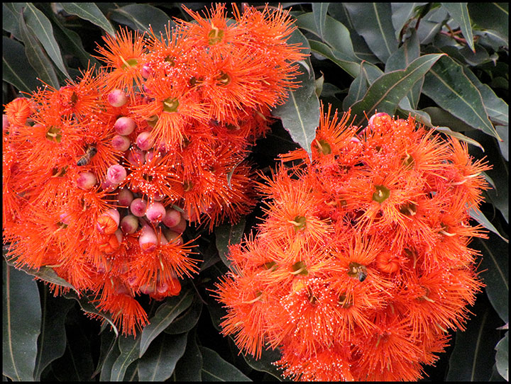 Red-flowering-Gum.jpg