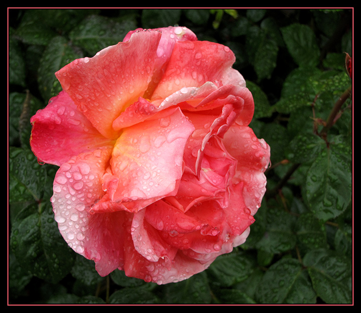 Wet-Rose-3.jpg