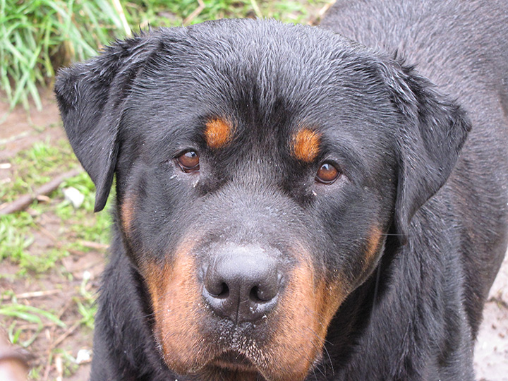 Soggy-Rotti.jpg