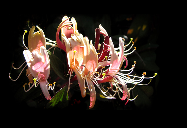 Firecracker-Honeysuckle.jpg