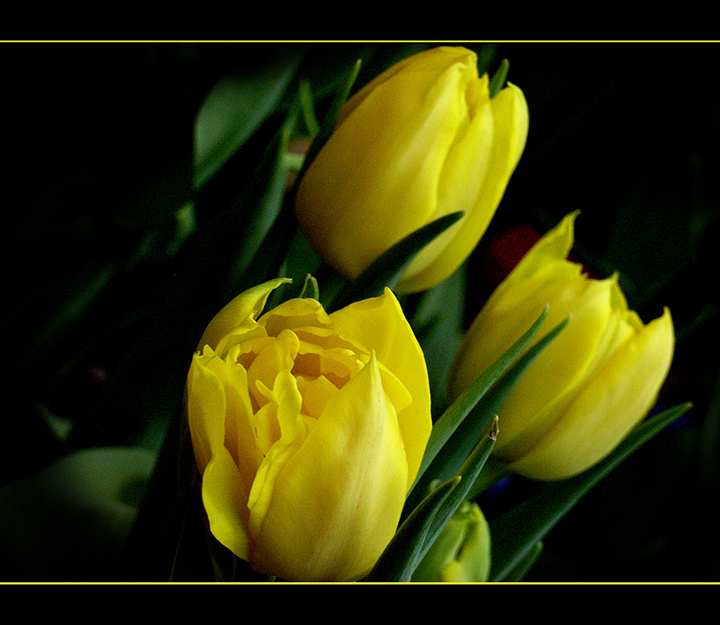 Yellow-Tulips.jpg
