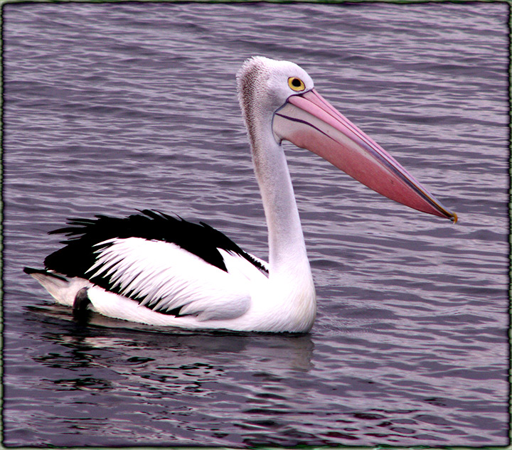 Queenscliff-birds-006.jpg