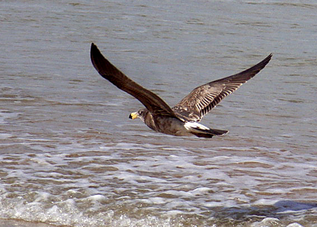 Queenscliff--birds-002copy.jpg