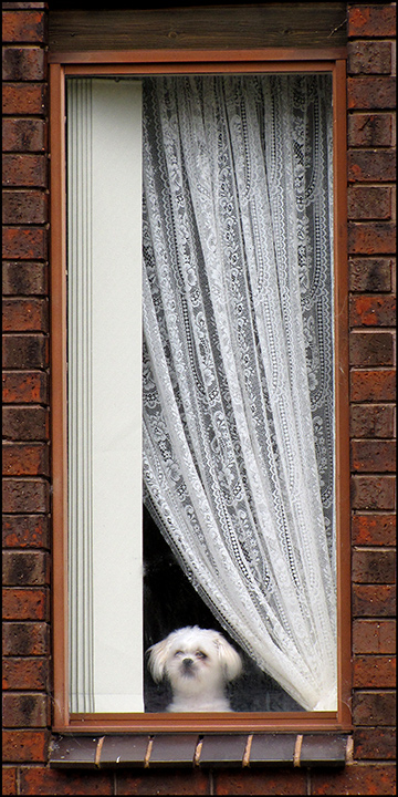 Window-Dog.jpg