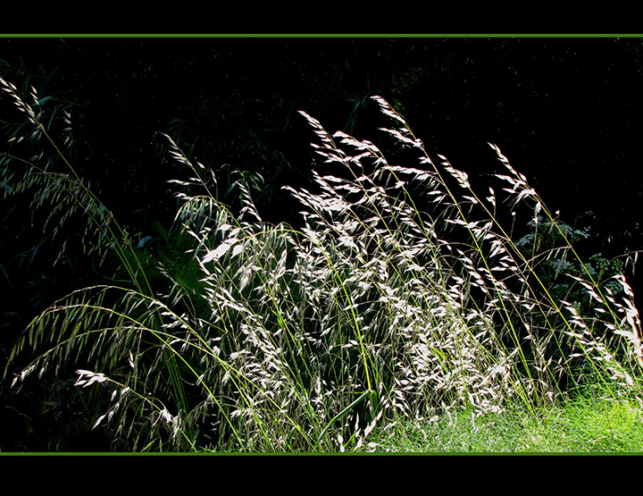 Simply Grass.jpg