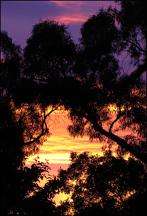 IMG_0257-Sunset-through-the-trees.jpg