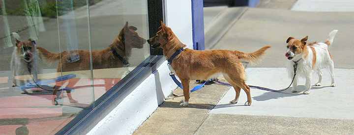 How Much Are Those Doggies in the Window?