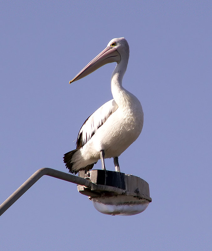 Queenscliff--birds-004.jpg