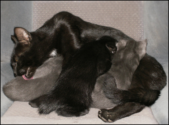 cat-and-kits-024.jpg