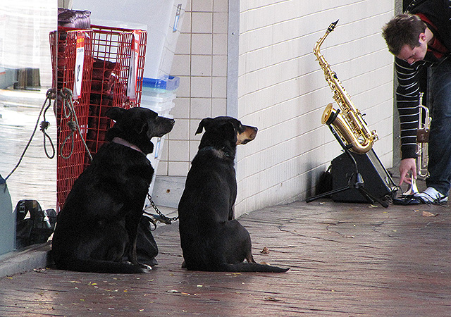 The Busker's Audience