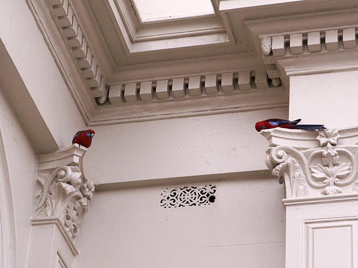 PICT0583.jpg-Rosellas.jpg