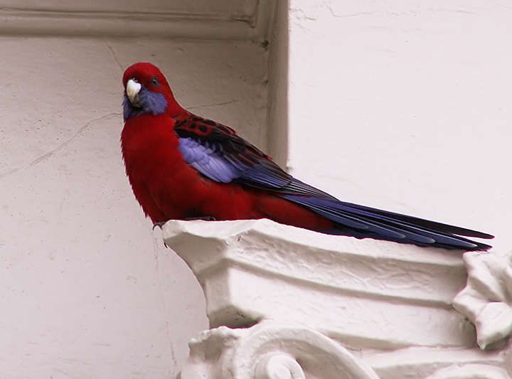 PICT0582.jpg-Rosella.jpg