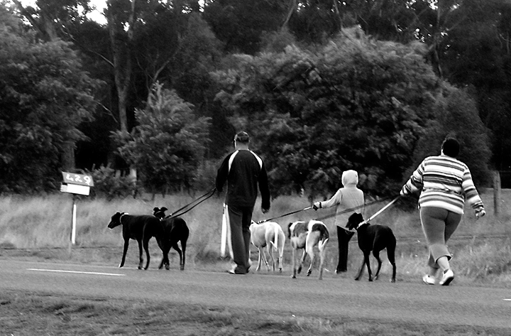 dog-walkers,-Yendon-v2.jpg