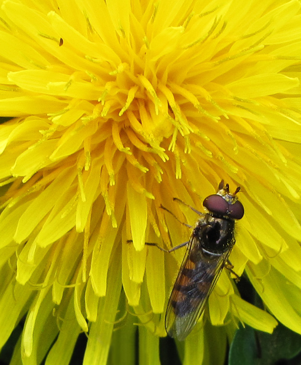 Dandelion and  Visitor