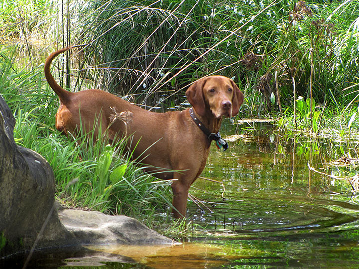 Tisa-at-creek-16.9.2009-Canon-008.jpg