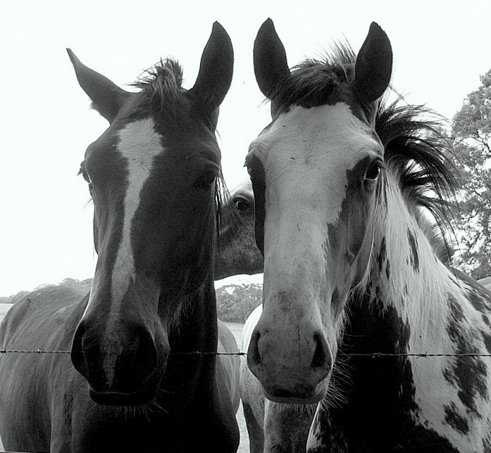 horses--Yankee-Flat-Rd.-004.jpg