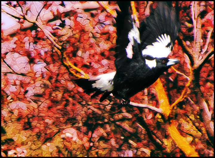 magpie