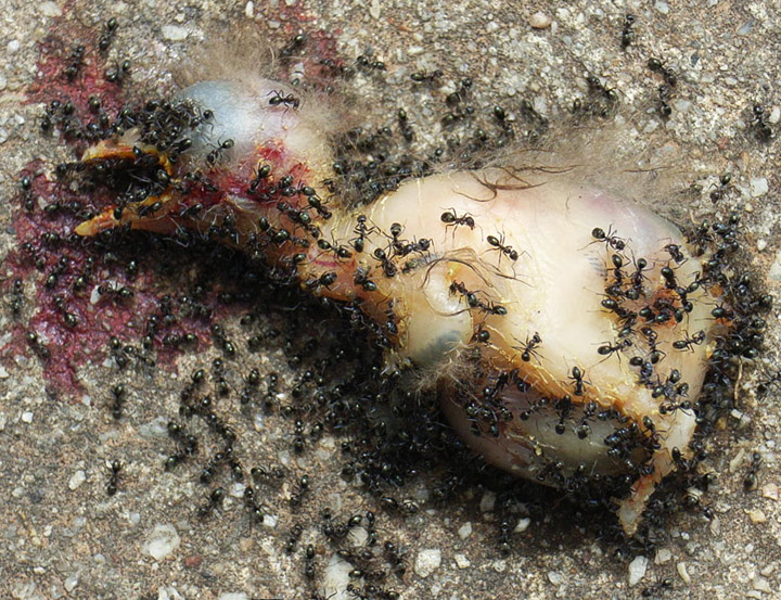 abandoned-dead-baby-bird.jpg
