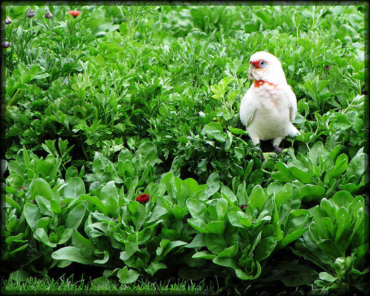 Corella