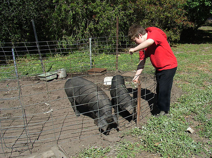 Blake and pigs.