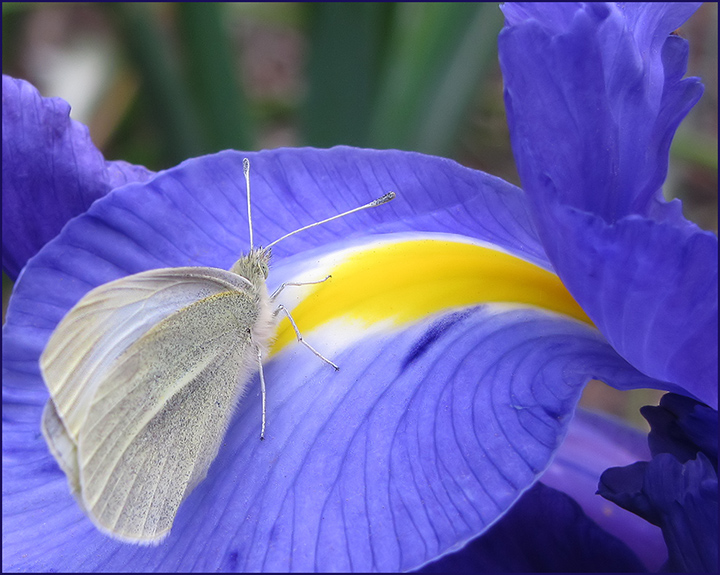 Iris and butterfly