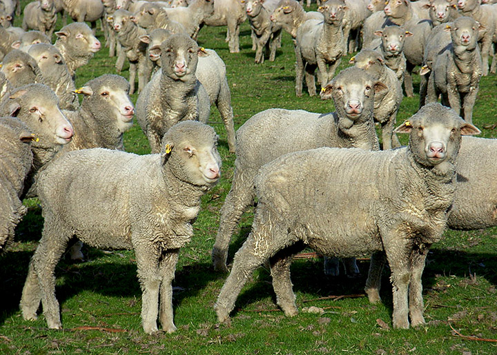 sheep-007.jpg