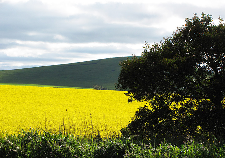 Canola Field