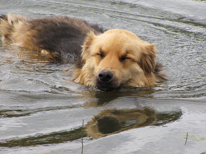 Chev's Swimming Bliss