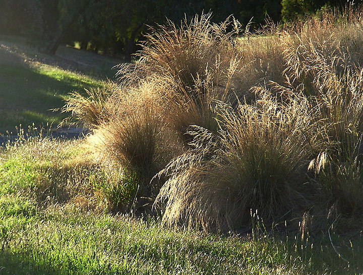 grass-004.jpg